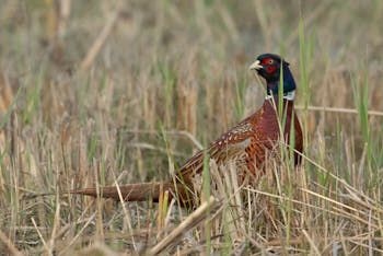 Faune des marais<br>NIKON D200, 500 mm, 400 ISO,  1/500 sec,  f : 5.6 